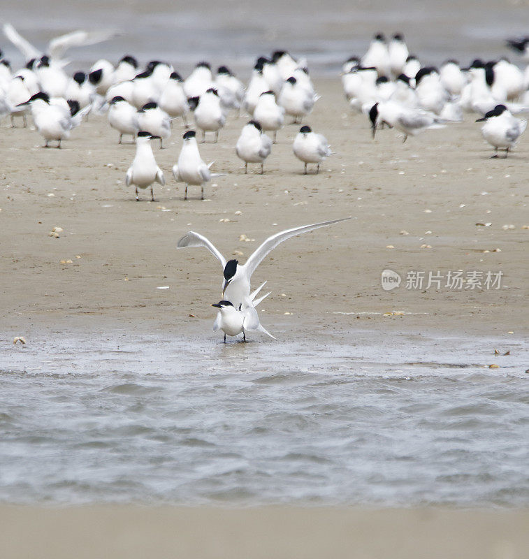 求偶中的三明治燕鸥(Sterna sandvicensis)